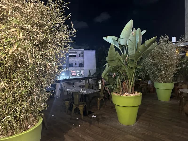 La terrasse, les toits d'Alger derrière les plantes